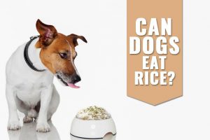 Can Dogs Eat Rice?