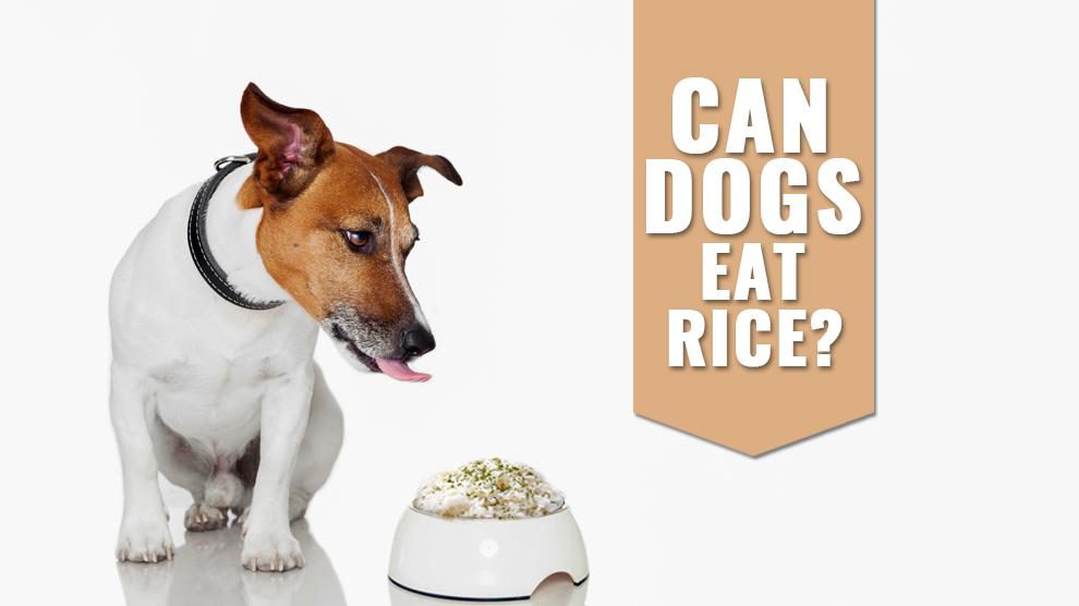 Can Dogs Eat Rice?