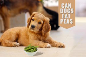 Can Dogs Eat Peas