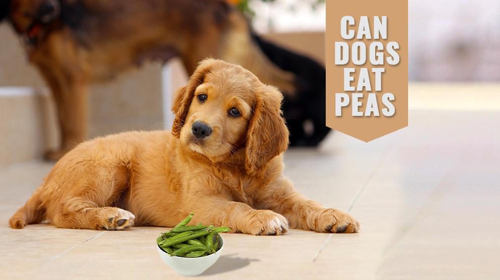 are frozen peas safe for dogs