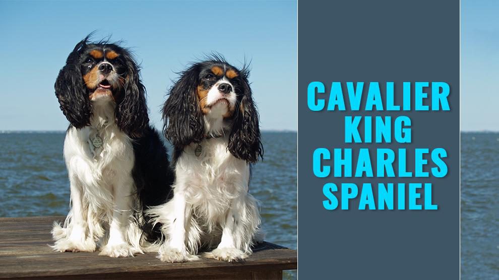 Cavalier King Charles Spaniel
