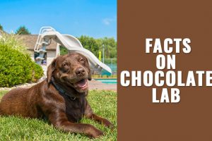 Chocolate Lab