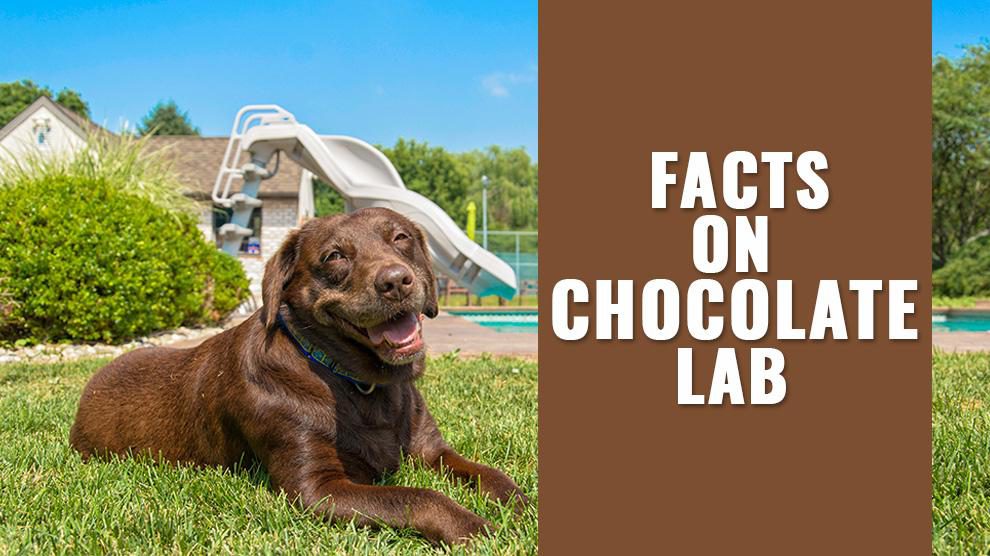 Chocolate Lab Puppies Chocolate Labrador Retriever Facts Petmoo