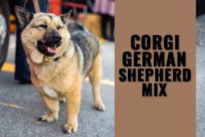 Corgi German Shepherd Mix