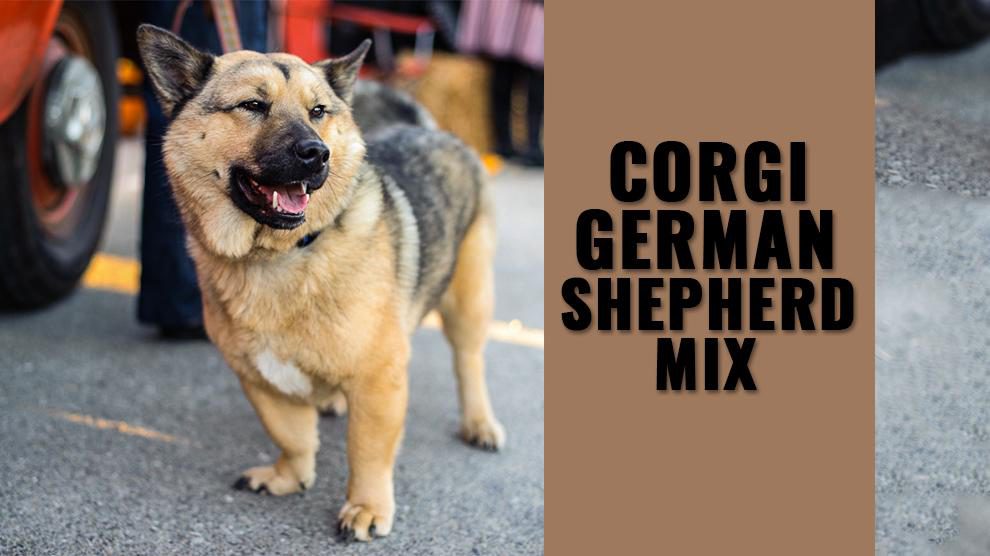 Corgi German Shepherd Mix