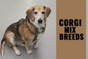 Corgi Mix