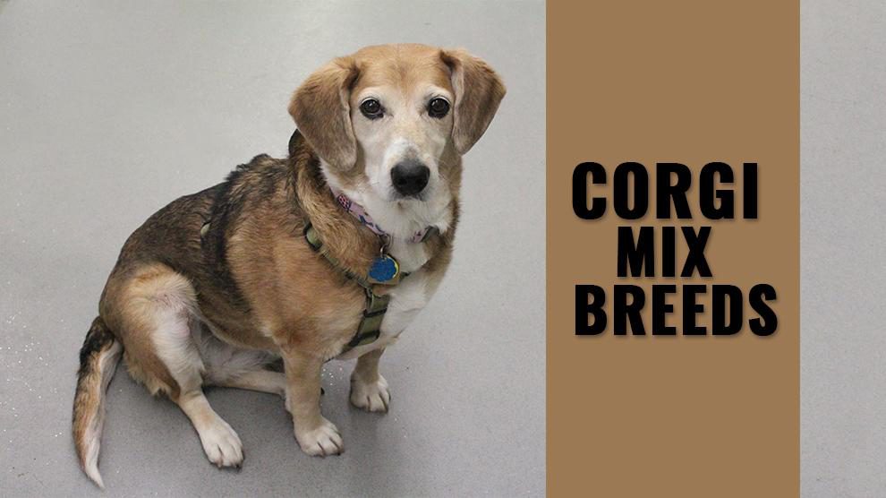 types of corgi mixes