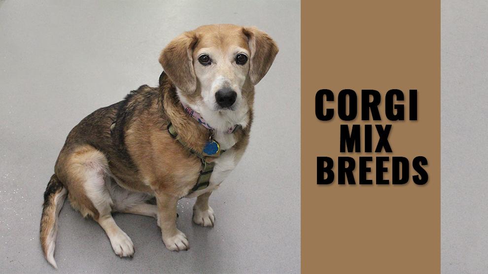 Corgi Mix Breeds 12 Amazing Breeds Mixed With Corgi Petmoo