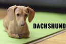 Dachshund