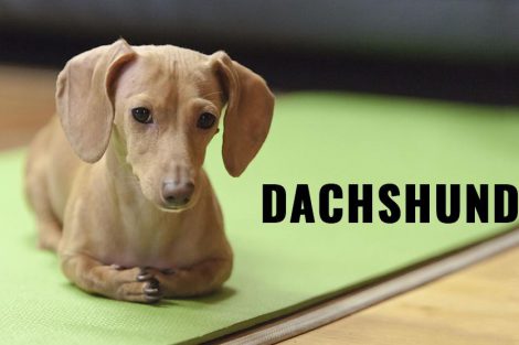 Dachshund