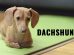 Dachshund