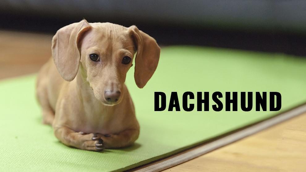 Dachshund - Temperament And Dog Breed Information - Petmoo