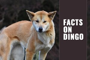 Dingo