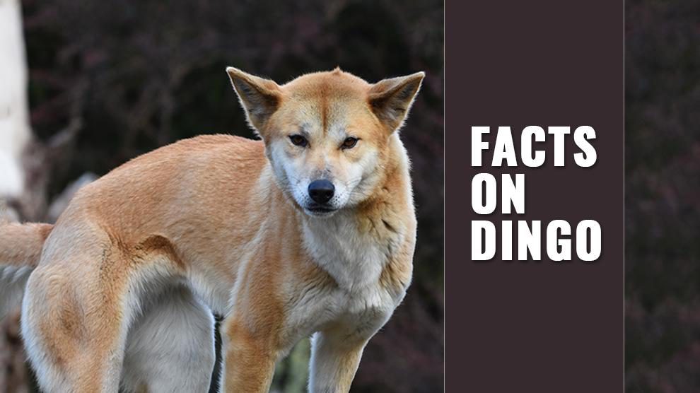 Dingo