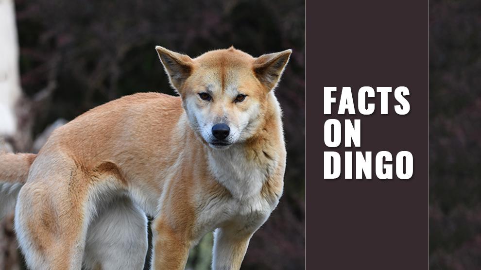 Is Dingo A Dog? Can Dingo Be A Pet? Petmoo Is Dingo A Dog? Can Dingo Be A Pet? Petmoo