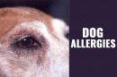 Dog Allergies