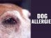 Dog Allergies