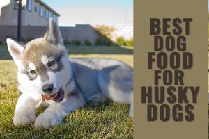 Husky Feeding Guide