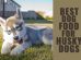 Husky Feeding Guide
