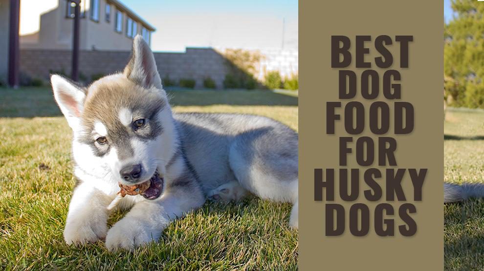 best wet food for siberian husky