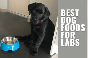 Best Dog Foods For Labs
