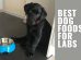 Best Dog Foods For Labs