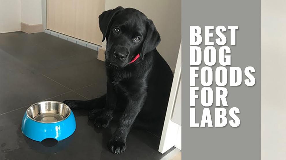 Best Dog Foods For Labs