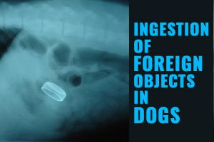 Dog Intestinal Blockage