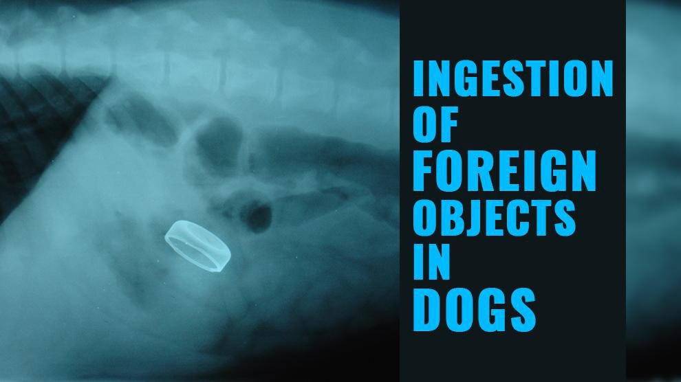 Dog Intestinal Blockage