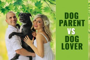 Dog Parent Vs. Dog Lover