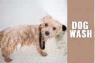 Dog Wash