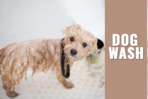 Dog Wash