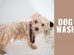 Dog Wash