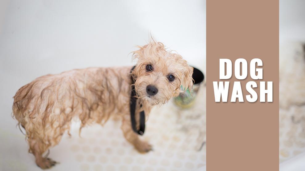 Dog Wash How Often Can I Bathe My Dog? Petmoo