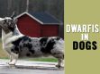 Dwarfism In Dogs