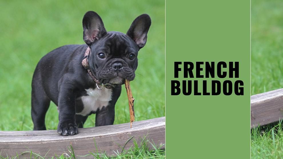 French Bulldog Puppies Complete Dog Breed Information Petmoo