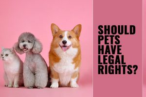 Pets Rights