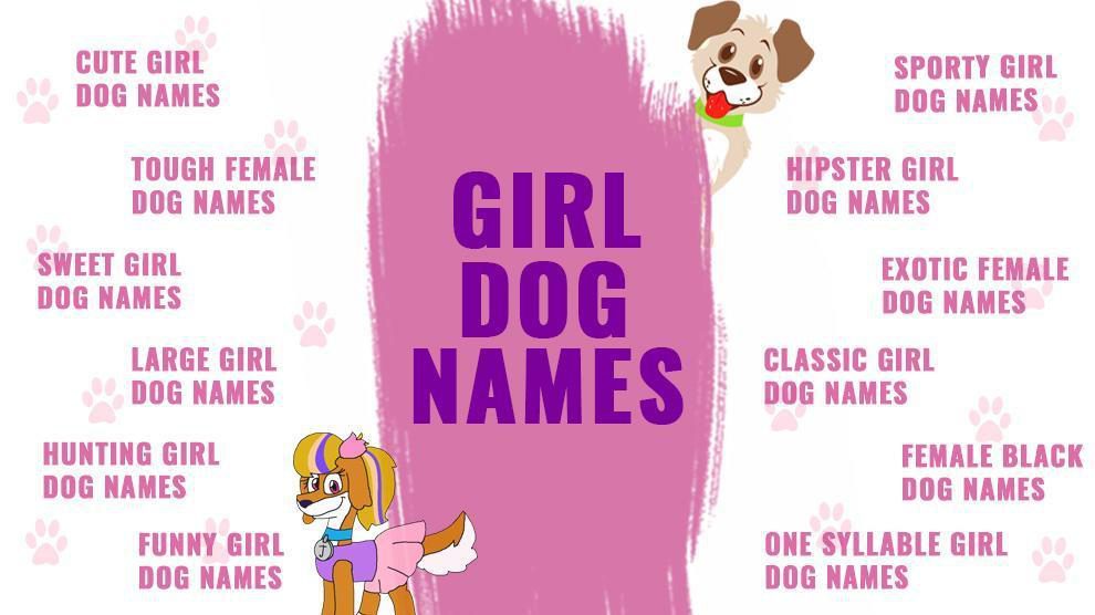 Girl Dog Names Top Female Dog Names Of 2020 Backed With Vibrant