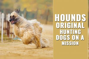 Hounds