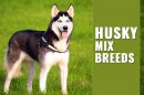 Husky Mix