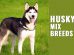 Husky Mix