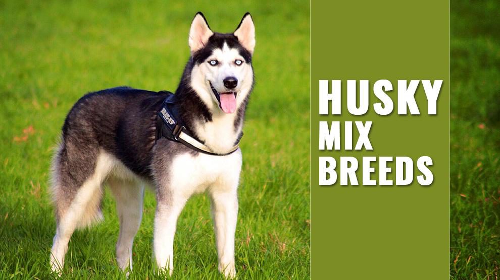 Husky Mix