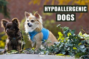 Hypoallergenic Dogs