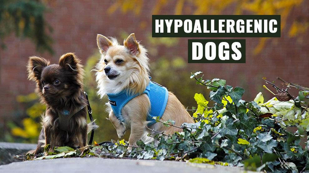 what are the different types of hypoallergenic dogs