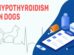 Hypothyroidism In Dogs