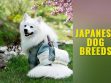 Japanese Dog