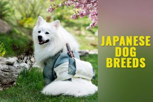 Japanese Dog