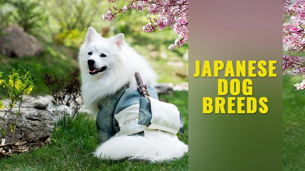 Japanese Dog