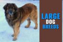 Large Dog Breeds