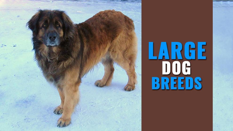 Large Dog Breeds